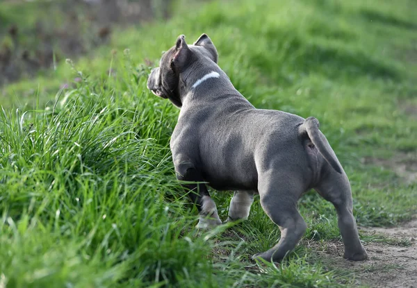 a beautiful american bully dog in the green field