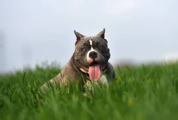 Frumos Câine American Bătăuș Câmpul Verde — Fotografie, imagine de stoc