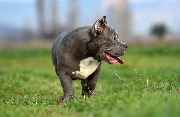 Красива Американська Собака Заляпана Зеленому Полі — стокове фото
