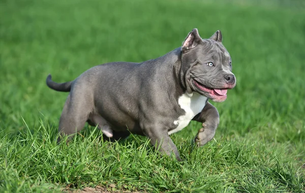 Hermoso Perro Bravucón Americano Campo Verde —  Fotos de Stock