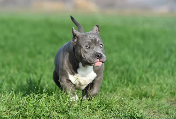 緑の野の美しいアメリカのいじめっ子犬が — ストック写真