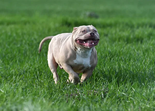 Vacker Amerikansk Mobbare Hund Det Gröna Fältet — Stockfoto
