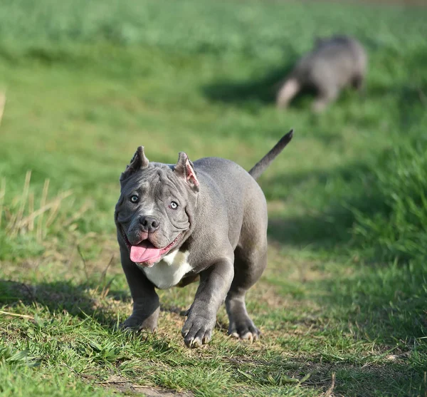 Een Mooie Amerikaanse Bullebak Hond Het Groene Veld — Stockfoto