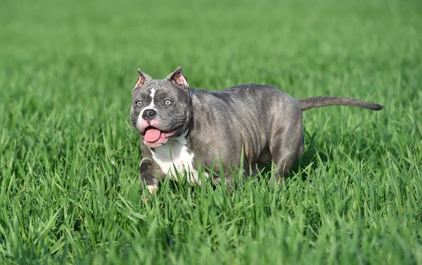 Vacker Amerikansk Mobbare Hund Det Gröna Fältet — Stockfoto