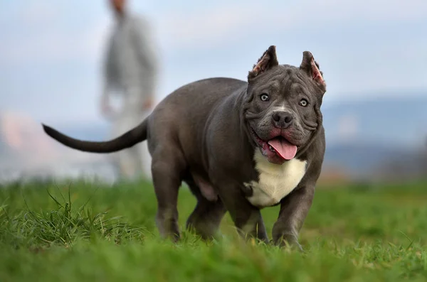 Bellissimo Cane Bullo Americano Nel Campo Verde — Foto Stock