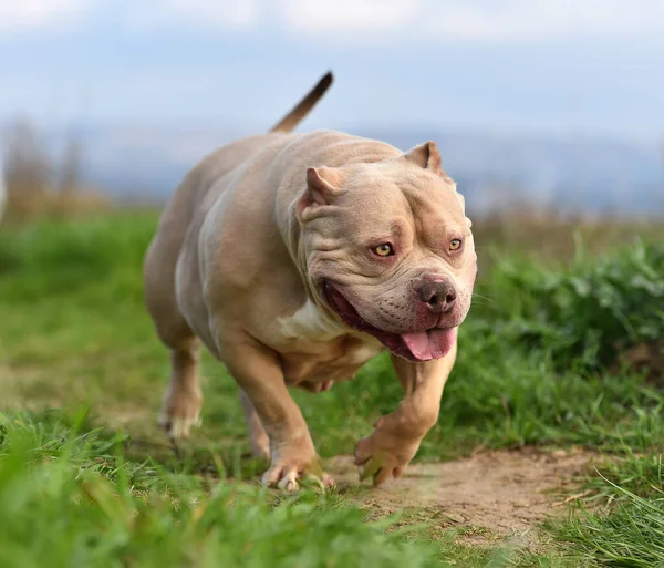 Yeşil Tarlada Güzel Bir Amerikan Zorba Köpeği — Stok fotoğraf