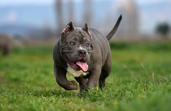 a beautiful american bully dog in the green field