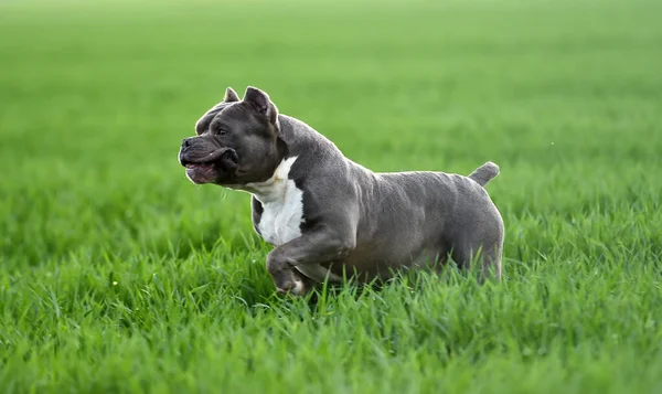 Hermoso Perro Bravucón Americano Campo Verde —  Fotos de Stock