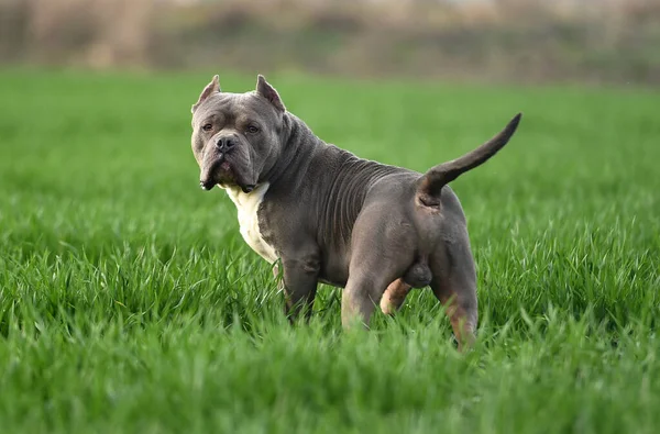 Bellissimo Cane Bullo Americano Nel Campo Verde — Foto Stock