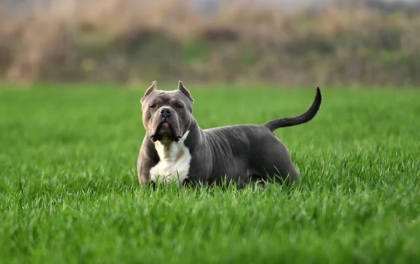 Beautiful American Bully Dog Green Field — Stock Photo, Image