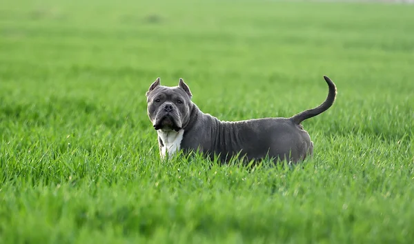 Bellissimo Cane Bullo Americano Nel Campo Verde — Foto Stock