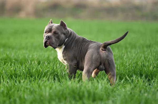 Een Mooie Amerikaanse Bullebak Hond Het Groene Veld — Stockfoto