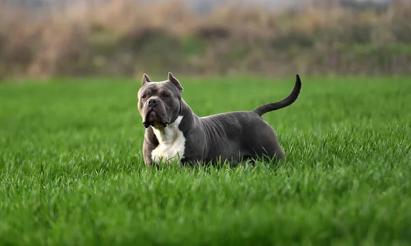 Een Mooie Amerikaanse Bullebak Hond Het Groene Veld — Stockfoto