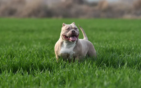 Beau Chien Tyran Américain Dans Champ Vert — Photo