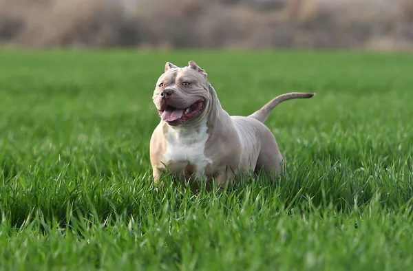 Красива Американська Собака Заляпана Зеленому Полі — стокове фото