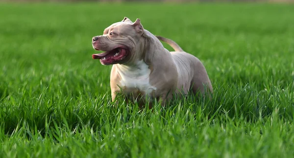 Een Mooie Amerikaanse Bullebak Hond Het Groene Veld — Stockfoto