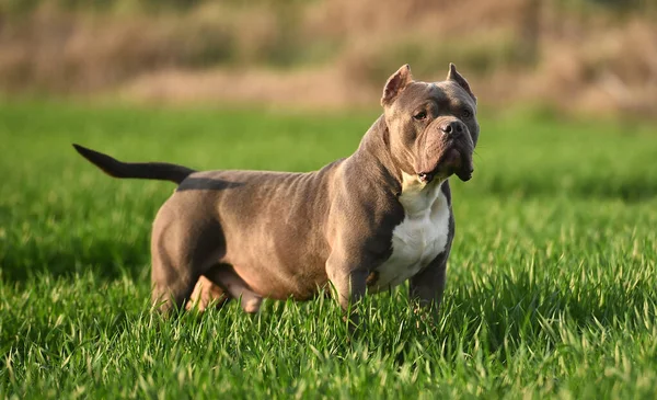 Een Mooie Amerikaanse Bullebak Hond Het Groene Veld — Stockfoto