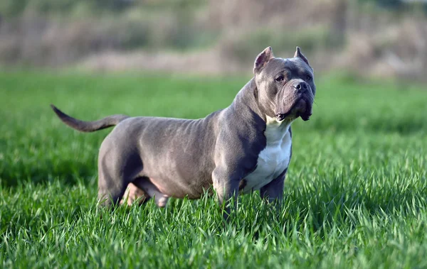 Beautiful American Bully Dog Green Field — Stock Photo, Image