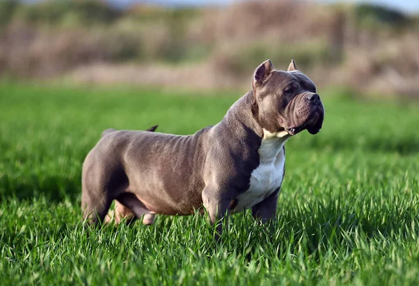 Beautiful American Bully Dog Green Field — Stock Photo, Image