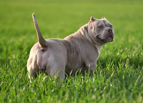 Een Mooie Amerikaanse Bullebak Hond Het Groene Veld — Stockfoto
