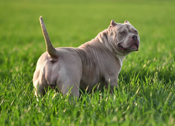 Hermoso Perro Bravucón Americano Campo Verde — Foto de Stock