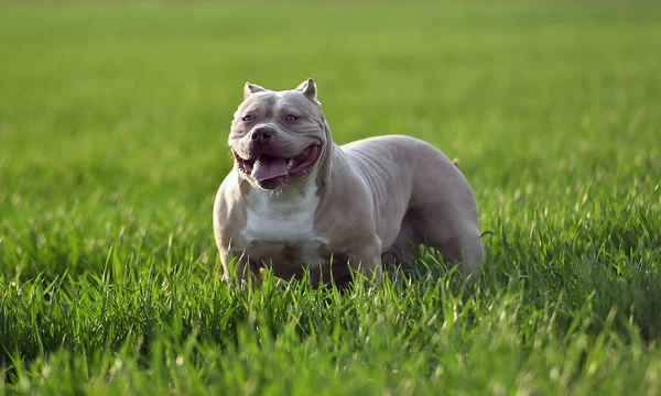 Een Mooie Amerikaanse Bullebak Hond Het Groene Veld — Stockfoto