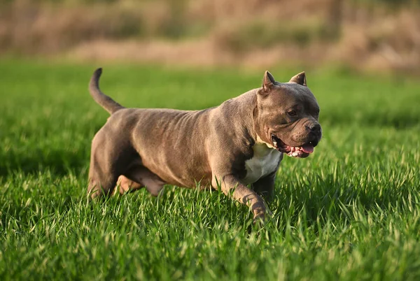 Vacker Amerikansk Mobbare Hund Det Gröna Fältet — Stockfoto