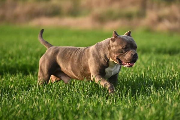 Een Mooie Amerikaanse Bullebak Hond Het Groene Veld — Stockfoto