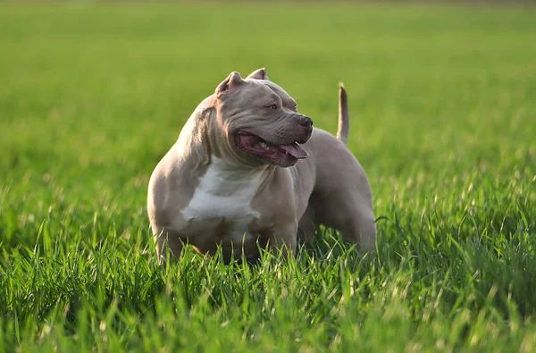 Красивая Собака Бык Зеленом Поле — стоковое фото