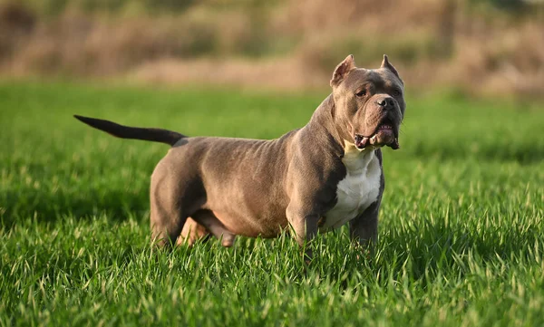 Een Mooie Amerikaanse Bullebak Hond Het Groene Veld — Stockfoto