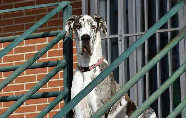 緑の畑を走る強気の犬 ストック画像