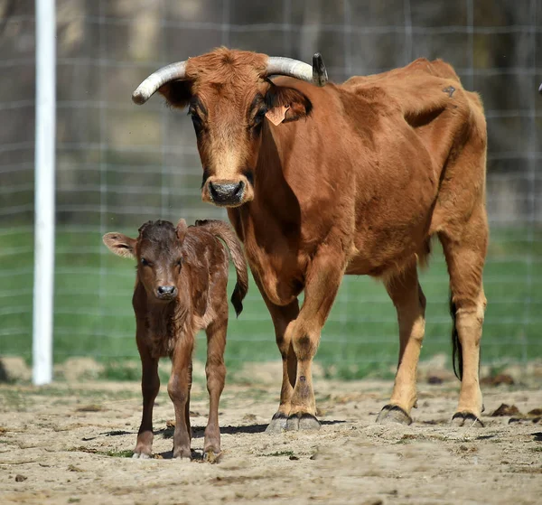 Young Bull Stud Farm Spain — Stock Photo, Image