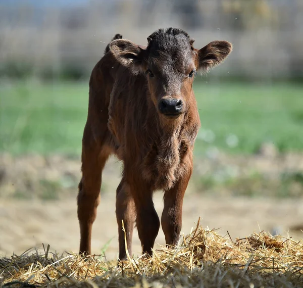 Young Bull Stud Farm Spain — Stock Photo, Image