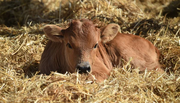 Young Bull Stud Farm Spain — Stock Photo, Image