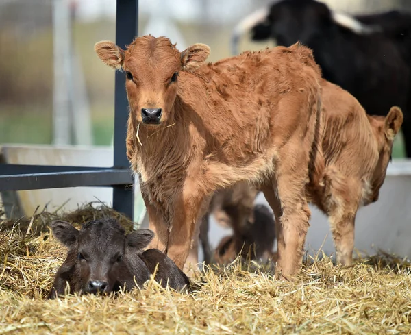 Young Bull Stud Farm Spain — Stock Photo, Image