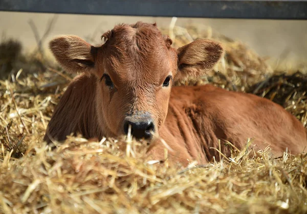 Young Bull Stud Farm Spain — Stock Photo, Image