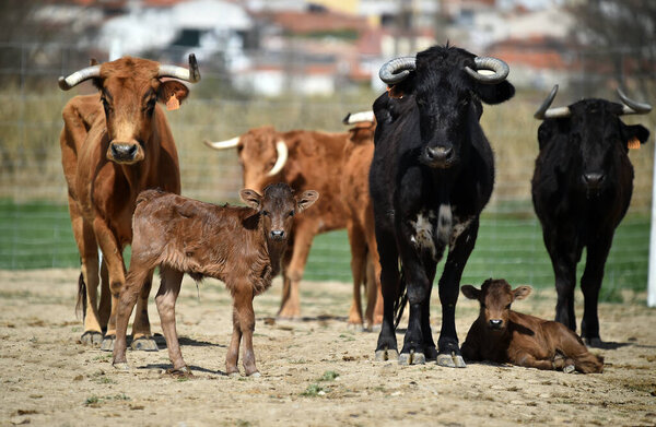 a young bull in a stud farm in spain