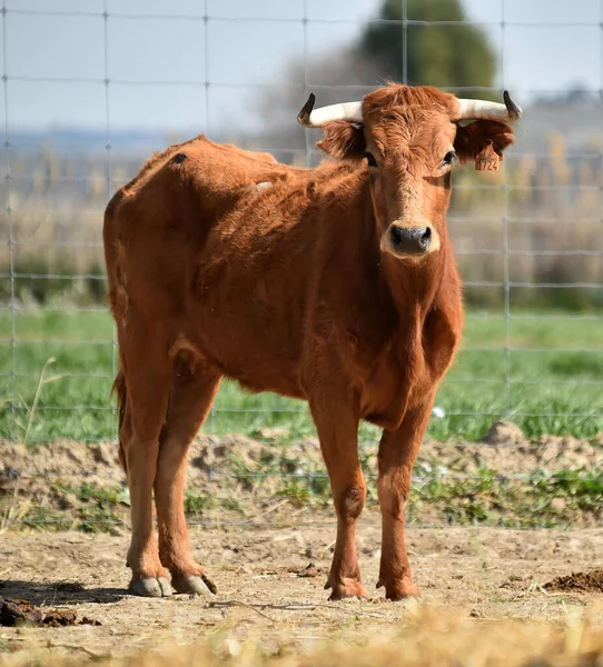 Young Bull Stud Farm Spain — Stock Photo, Image