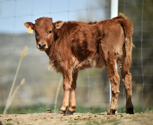 西班牙草场里的一头小牛 — 图库照片