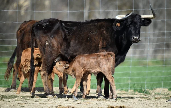 Young Bull Stud Farm Spain — Stock Photo, Image