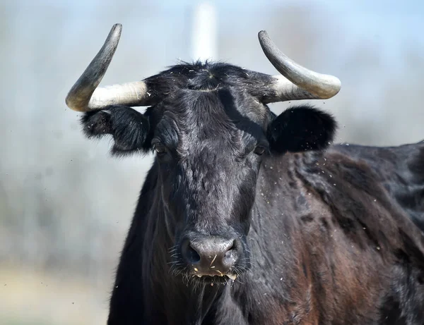 Een Jonge Stier Een Stoeterij Spanje — Stockfoto