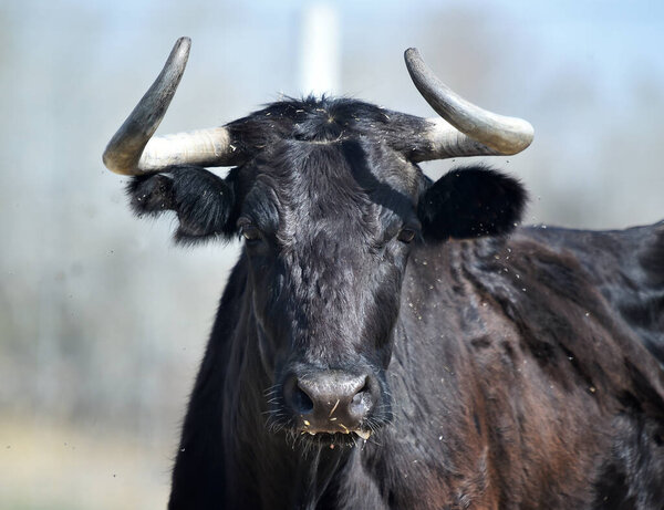 a young bull in a stud farm in spain
