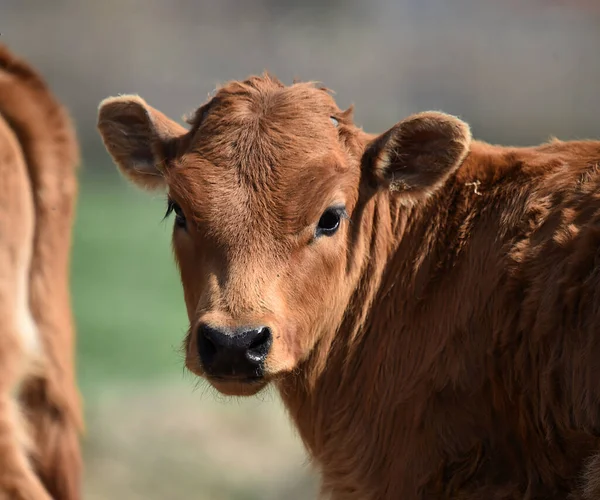 Young Bull Stud Farm Spain — Stock Photo, Image