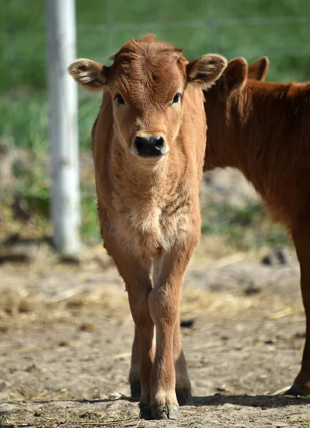 西班牙草场里的一头小牛 — 图库照片