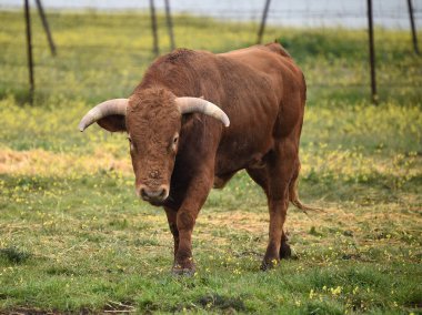 Büyük boynuzlu güçlü bir boğa.