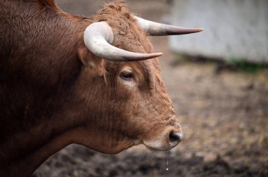 Büyük boynuzlu güçlü bir boğa.