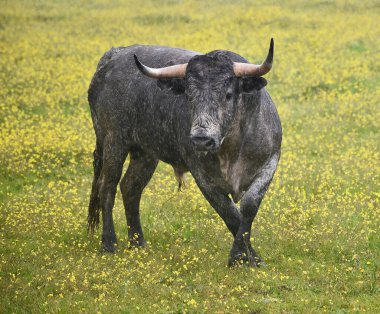Büyük boynuzlu güçlü bir boğa.