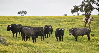 Büyük boynuzlu güçlü bir boğa.