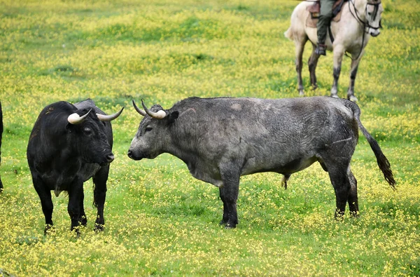 Ein Starker Stier Mit Großen Hörnern — Stockfoto