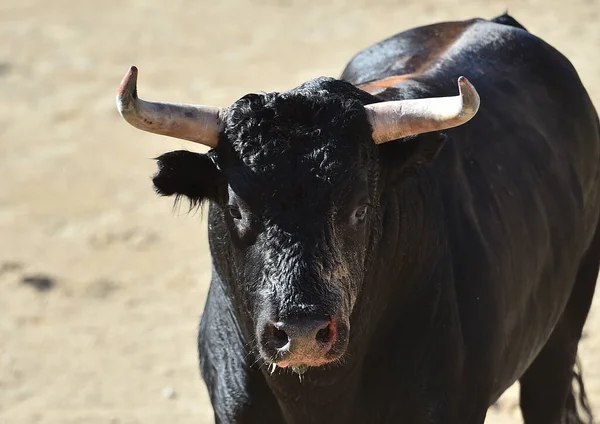 Toro Fuerte Con Cuernos Grandes — Foto de Stock